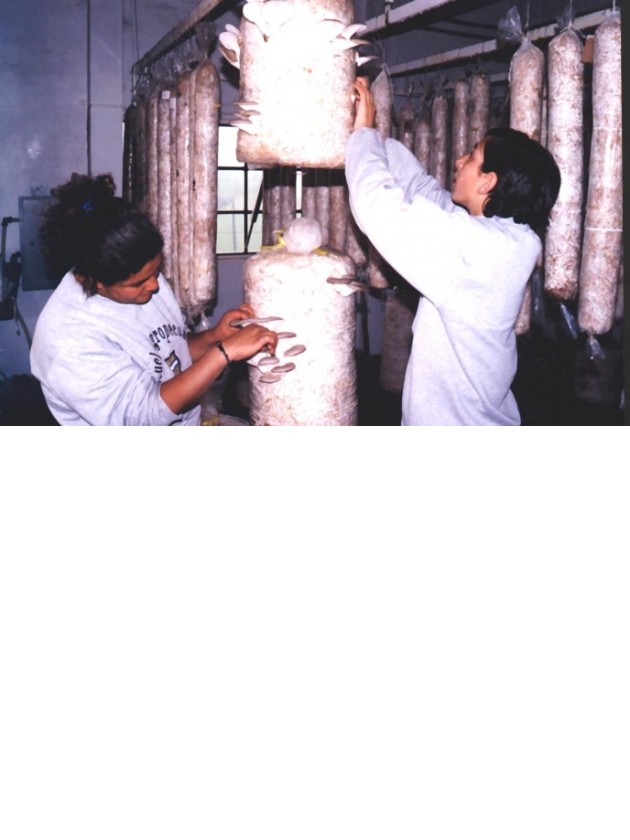 Producción de hongos en residuo de trigo
