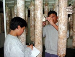 Producción de hongos en residuo de trigo
